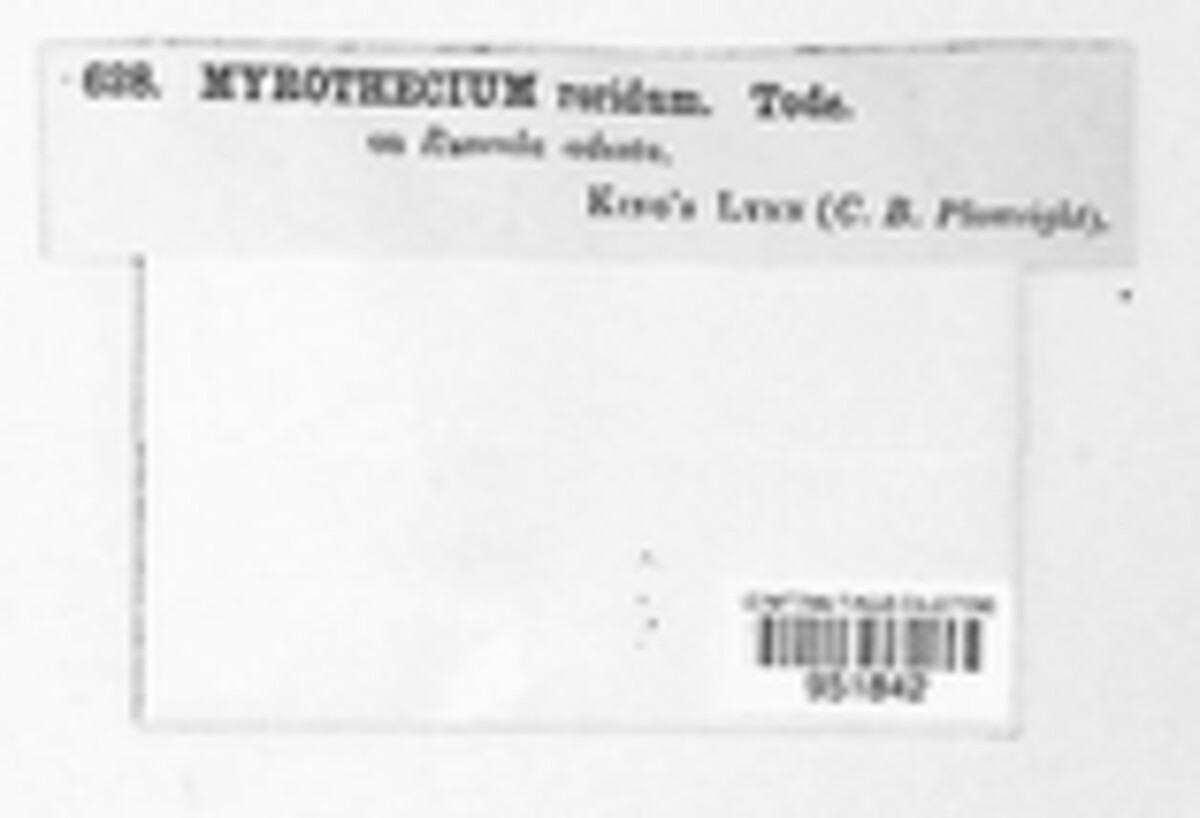 Paramyrothecium roridum image